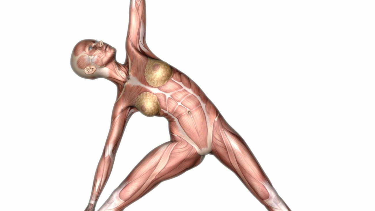 3D render of a medical female figure with muscle map in a yoga pose