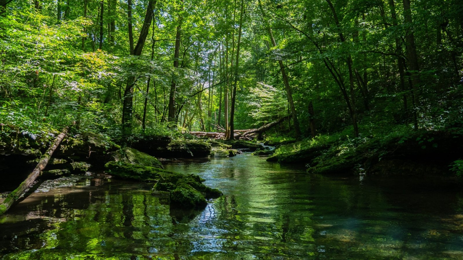 A beautiful scenery of a river surrounded by greenery in a forest