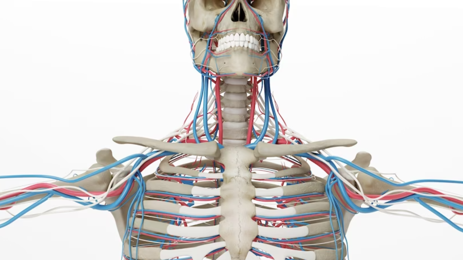 cinema-4d-rendering-arteries-human-skeleton-isolated-white-background_534278-15-jpg-826×459-