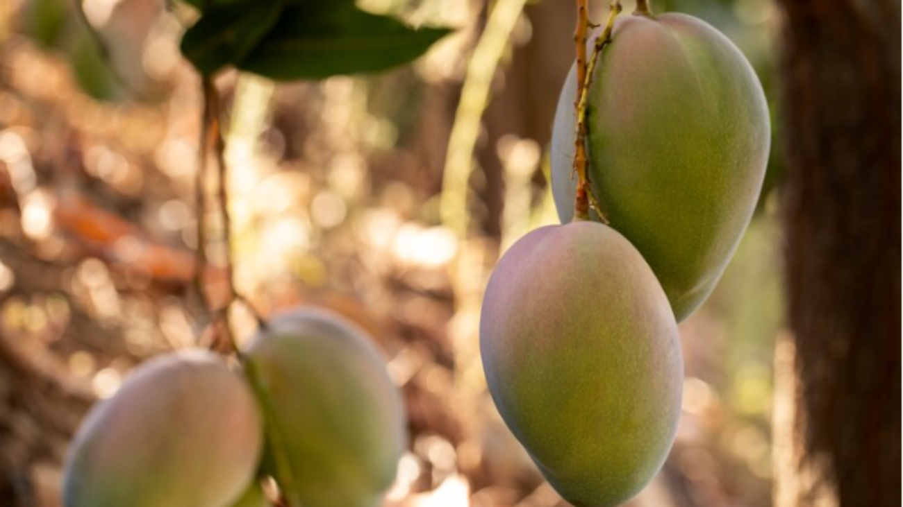 Premium-Photo-Photo-delicious-raw-mango-fruit-in-a-tree