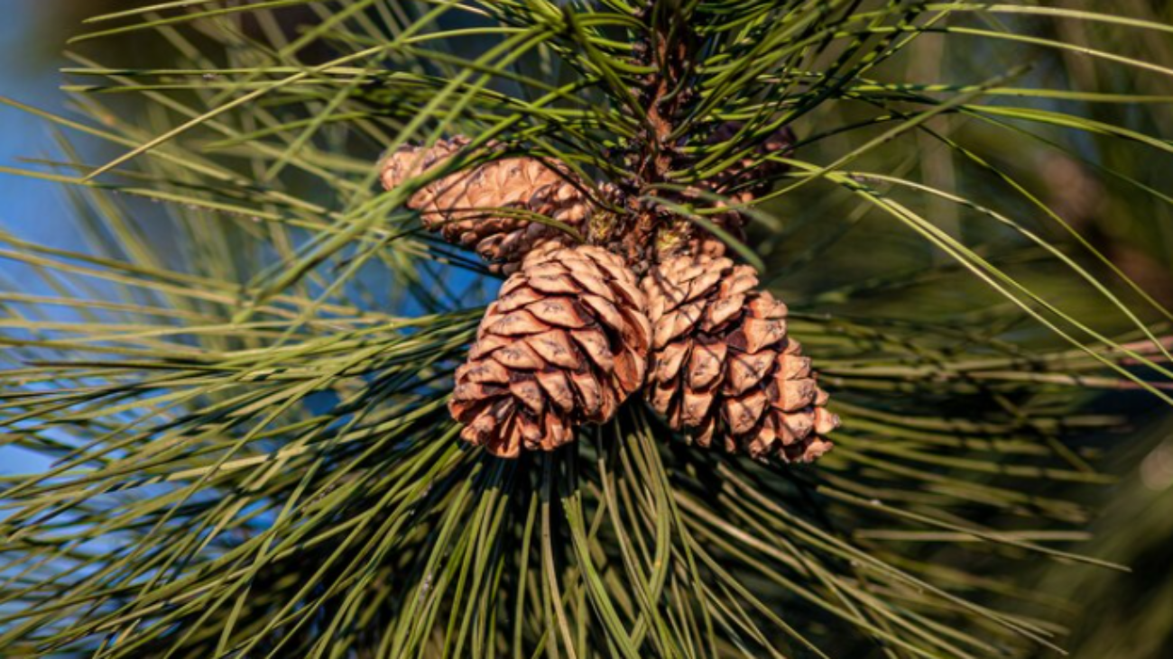 Free-Photo-Free-photo-closeup-shot-of-pine-cones-hanging-on-the-tree