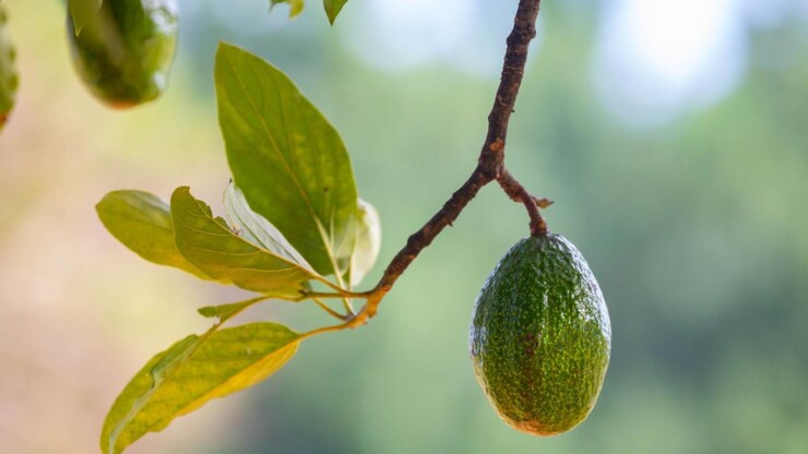 green-avocado-tree-isolated-selective-focus_425154-5606