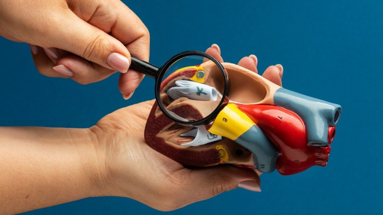 view-anatomic-heart-model-educational-purpose-with-magnifying-glass_23-2149894503